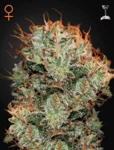 Kaia Kush Hanfsamen