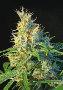 Psicodelicia Hanfsamen