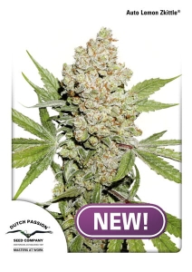Auto Lemon Zkittle Hanfsamen