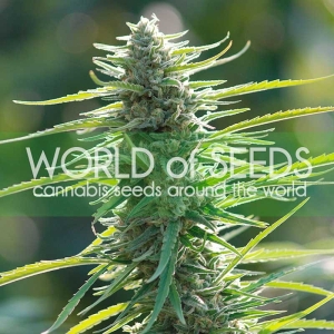 Colombian Gold Hanfsamen