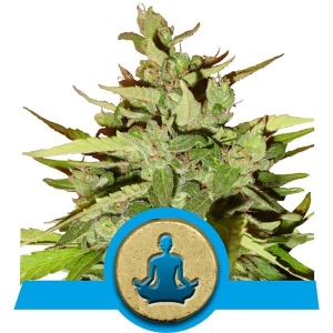 Stress Killer Automatic CBD Hanfsamen