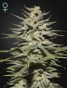 Super Lemon Haze CBD Hanfsamen