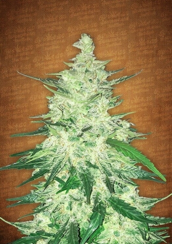 CBD Crack Auto