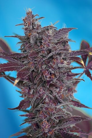 Black Cream Auto