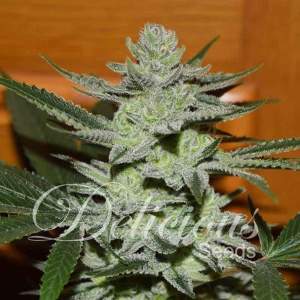 Unknown Kush Hanfsamen