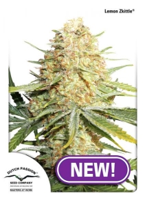 Lemon Zkittle Hanfsamen