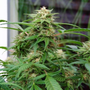 White Rhino Hanfsamen