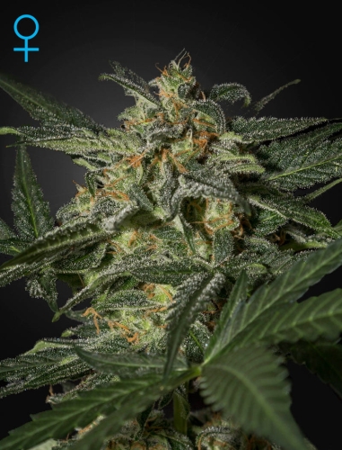 White Widow Auto