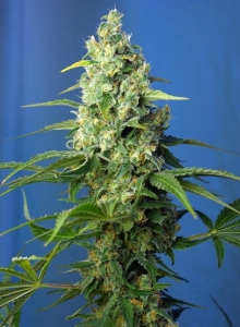 Honey Peach Auto CBD Hanfsamen