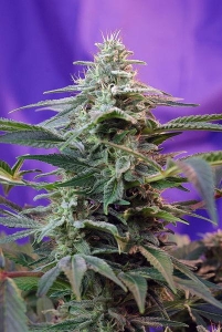 Sweet Special Auto Hanfsamen