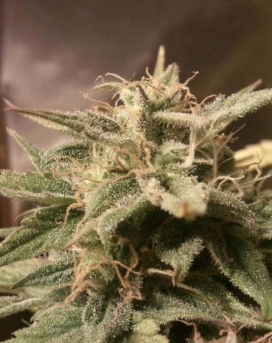 Auto Bubble