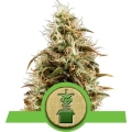 Royal Jack Auto