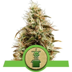 Royal Jack Auto Hanfsamen