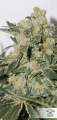 CBD Skunk Haze