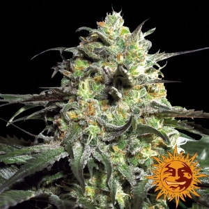 Peyote Cookies Hanfsamen