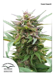 Forest Dream Hanfsamen