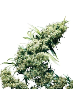 Jamaican Pearl Hanfsamen