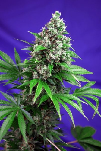 Killer Kush Fast Version