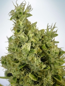 Mandarin Haze  Hanfsamen