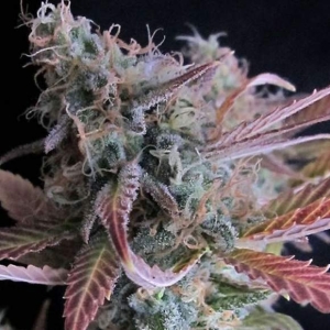 Raspberry Cough Hanfsamen
