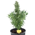 Royal Critical Auto