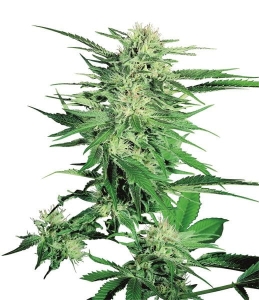 Big Bud Hanfsamen