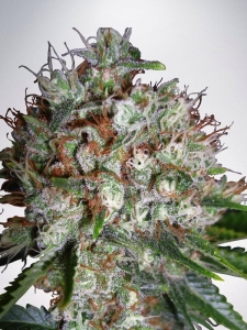 Big Bud XXL Hanfsamen