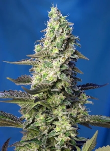 Green Poison XL Auto Hanfsamen