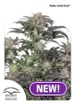 Bubba Island Kush