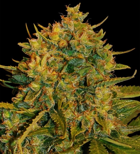 Northern Light X Big Bud Ryder (Auto)