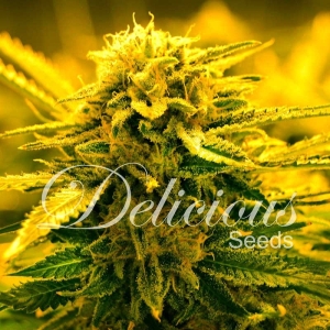 Sugar Black Rose Auto Hanfsamen