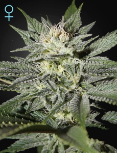 King's Kush CBD Hanfsamen