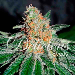 CBD Jam Hanfsamen