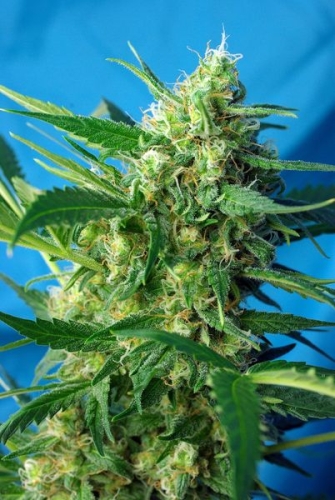 Ice Cool Auto
