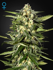 Jack Herer Auto Hanfsamen