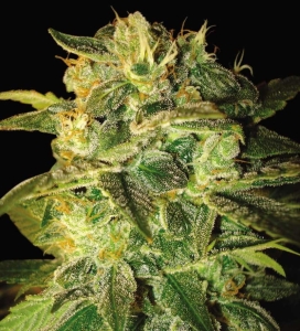 Sugar Mango Ryder (Auto) Hanfsamen