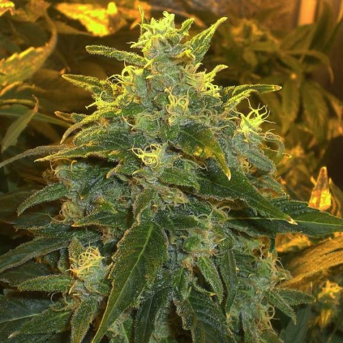Northern Light