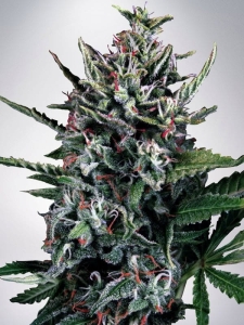 Auto Silver Bullet Hanfsamen