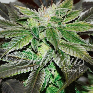 Sugar Candy Hanfsamen