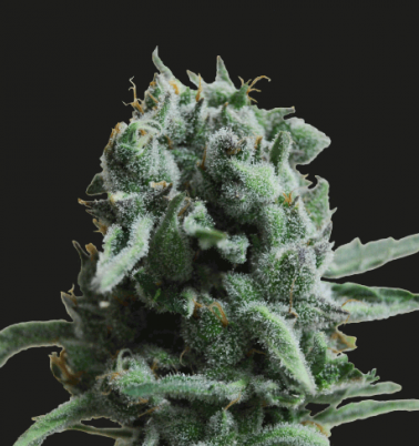 White Widow 47