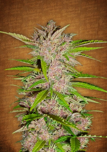 Fastberry
