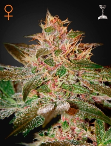 Pure Kush Hanfsamen