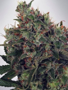 Ultra White Amnesia Hanfsamen