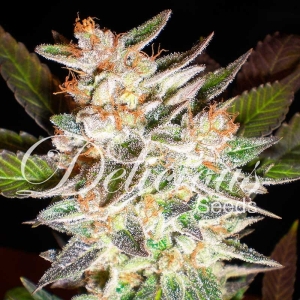 Delicious Candy Auto Hanfsamen