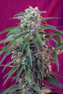 Green Poison Auto Hanfsamen