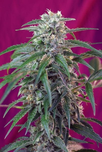 Green Poison Auto