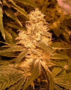 Auto Kush Hanfsamen