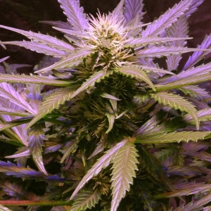 Lemon OG Haze Hanfsamen