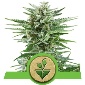 Easy Bud Auto Hanfsamen