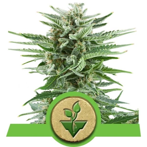 Easy Bud Auto
